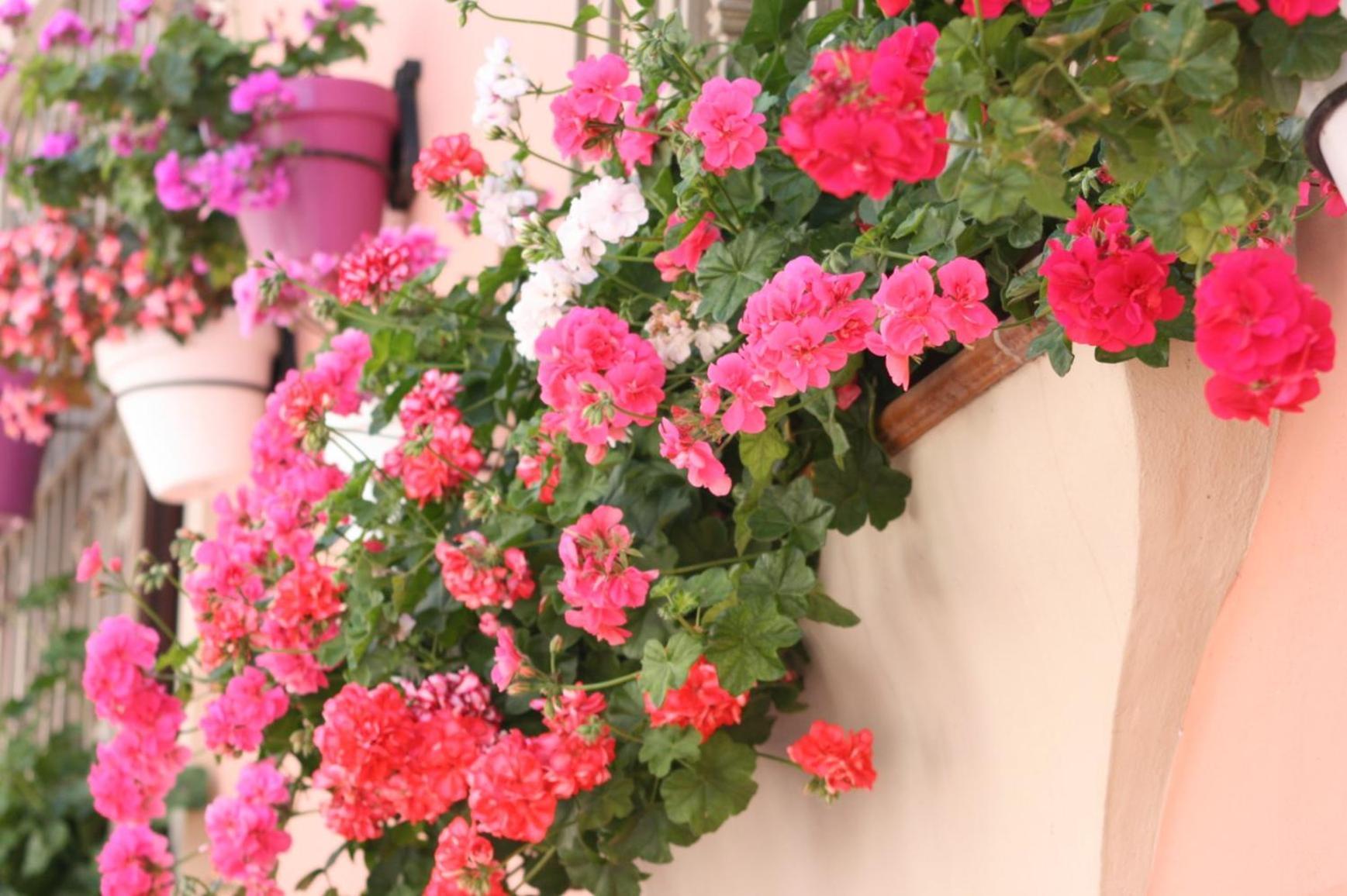 Apartamentos Turisticos Casa De La Borrega เอสเตโปนา ภายนอก รูปภาพ